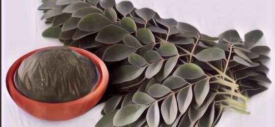 Khasiat Rahasia Daun Kelor Buat yang Mau Sehat