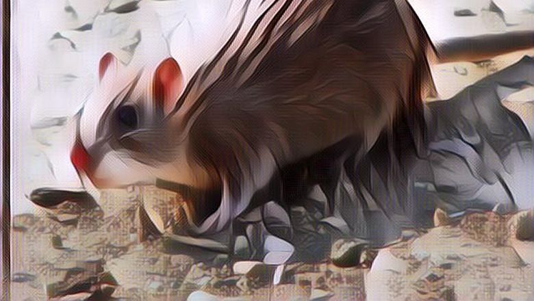 Ngeri Banget! Bayi Usia 40 Hari Digerogoti Tikus Saat Tidur