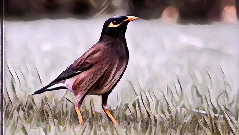 Seekor Burung 'Terbang' Secara Ilegal dari Singapura ke London