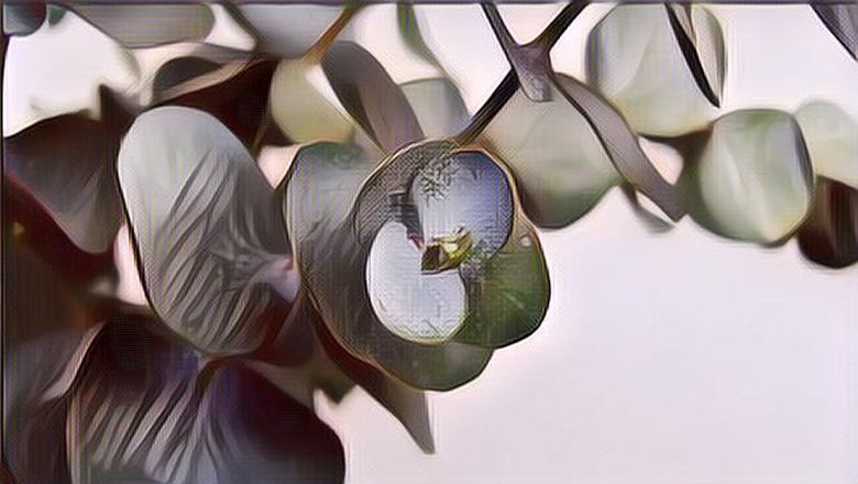 Mengenal Daun Eucalyptus, yang Wanginya Mirip dengan Jenazah Eril Anak Ridwan Kamil