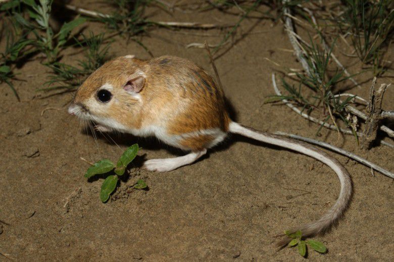 5. Tikus kanguru