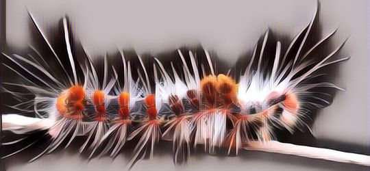 Tak Perlu Panik! Begini Pertolongan Pertama untuk Atasi Gatal Perih Akibat Ulat Bulu