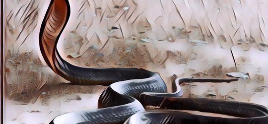 Terungkap! Inilah Alasan Kenapa Banyak Ular Bermunculan di Awal Tahun, Ini Cara Mengatasinya