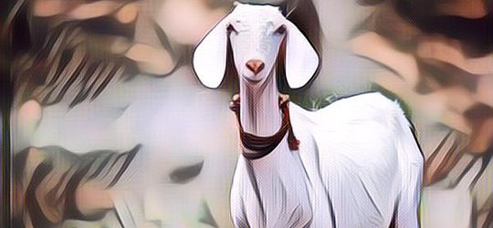 Duh Kocak! Pria Ini Dikejar-Kejar Kambing Sampai Minta Ampun