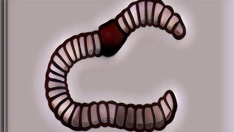 Makan Parutan Kelapa Menyebabkan Kremian? Fakta atau Mitos, Nih?