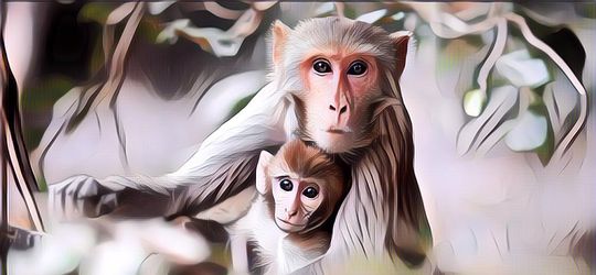 Dua Wisatawan Perancis Diserang Kawanan Monyet saat Selfie di Taj Mahal