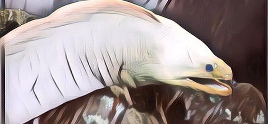 4 Hewan Laut Ini Disebut Berbahaya, Awas Tersengat Racunnya