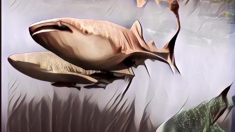 Ternyata Jasa Paus untuk Menyelamatkan Bumi dari Perubahan Iklim Sangat Besar, Apa Saja?