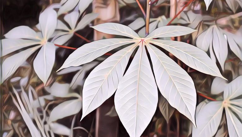 Cara Memasak Daun Singkong yang Baik dan Benar, Dijamin Empuk dan Nggak Pahit