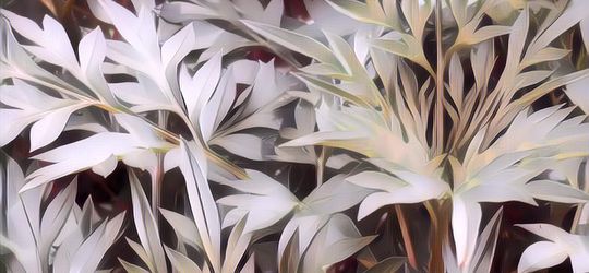 Punya Cita Rasa Unik, Berikut Kandungan Nutrisi Sayur Kenikir