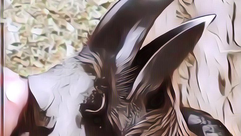 Video Hewan Ini Bikin Netizen Berdebat, Menurut Kalian Apa?