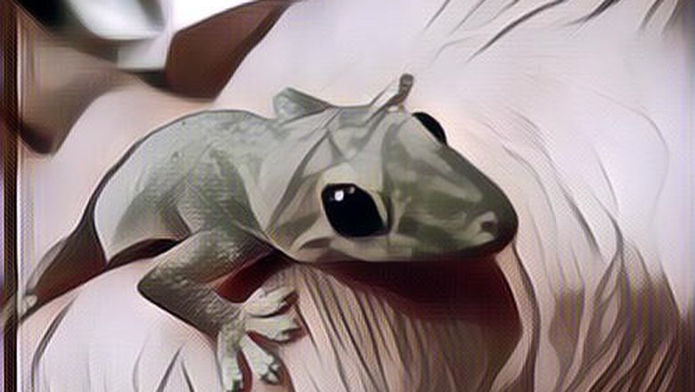 Mitos Kesialan Setelah Kita Kejatuhan Cicak di Salah Satu Bagian Tubuh