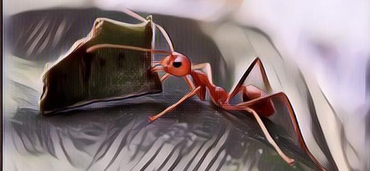 Cara Membasmi Semut dari Rumah dengan Ampuh, Nggak Bakal Balik lagi Deh