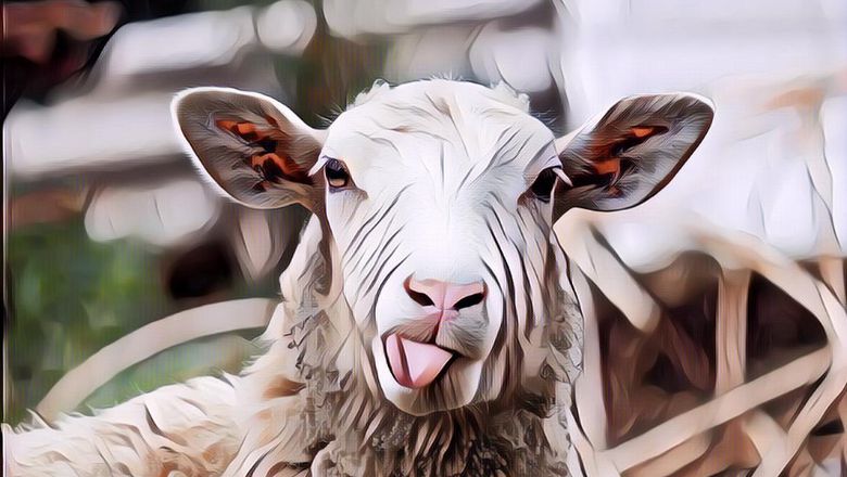 Sebenarnya Ngaruh Nggak Sih Menghitung Domba untuk Atasi Insomnia?