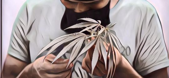 Akibat Seret Gaji Gara-Gara Pandemi Corona, Dosen Ini Nekat Jualan Ganja