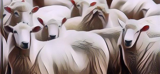 3 Larangan Bagi yang Mau Berkurban di Bulan Zulhijah, Jangan Anggap Remeh!