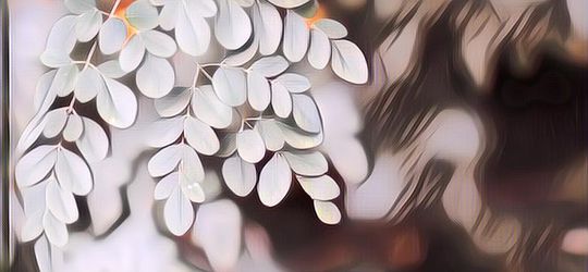 Tidak Hanya Melancarkan ASI, Ini 4 Manfaat Daun Kelor untuk Kesehatan