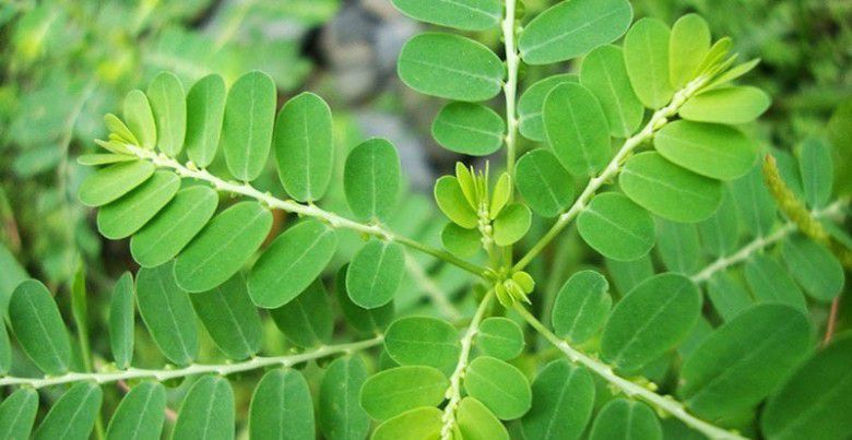 3. Minum daun kelor untuk kesehatan mata 