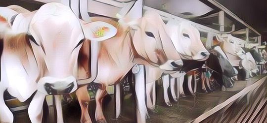 Wabah PMK Masih Ada, Begini Cara Memilih Hewan Kurban yang Sehat