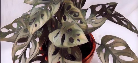 Daun Janda Bolong Berlubang Bukan Cuma Iseng Loh Gengs, Ini Fungsi Sesungguhnya