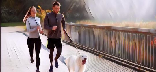 Apakah Hewan Peliharaan Perlu Olahraga? Begini Aturannya