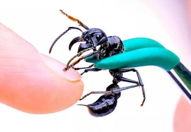 5. Bullet ant