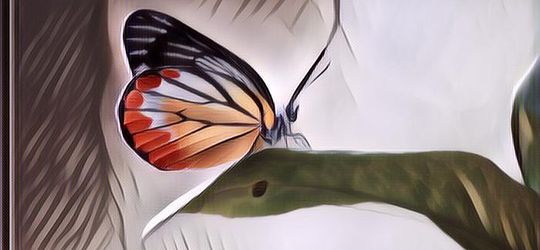 Arti Kupu-kupu Masuk ke Rumah, Tak Sekedar Pertanda Ada Tamu