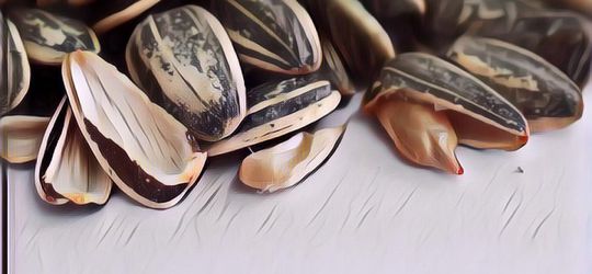 Manfaat Kuaci yang Belum Banyak Orang Tau