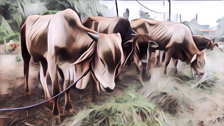 Tips Membeli Hewan Kurban Secara Online, Lakukan 4 Langkah Ini