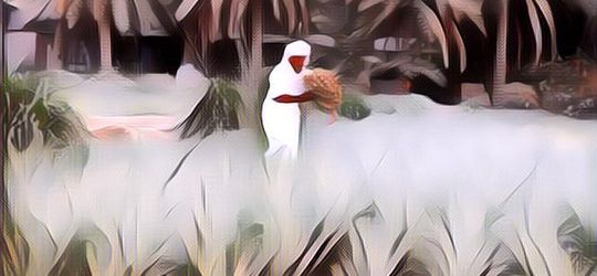 Ternyata Kota di Arab Saudi Gak Segersang Itu Lho Geng! Buktinya Ada Sawah yang Bisa Menghasilkan Beras Termahal di Dunia