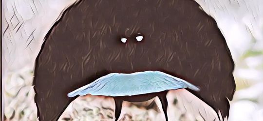 Tak Ingin Dianggap Sama, Cendrawasih Vogelkop Tampil dengan Ciri Khasnya