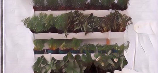 Deretan Hal Ini Harus Diketahui Jika Ingin Berkebun di Teras Rumah