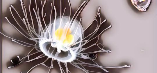 Lebih Tua Dari Dinosaurus, Ubur-Ubur Termasuk Makhluk Abadi Sekaligus Mematikan