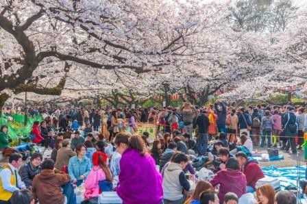 3. Merayakan mekarnya bunga sakura di Jepang