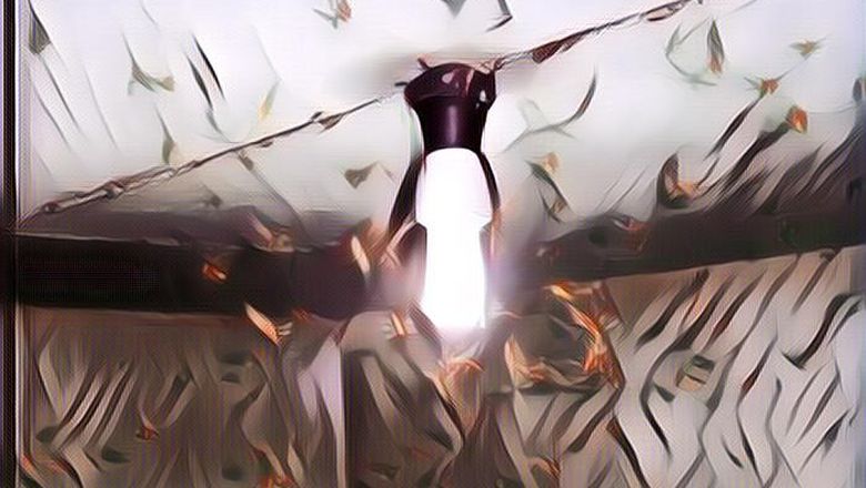 Cara Mengusir Laron di Rumah, Mudah Banget Dilakukan