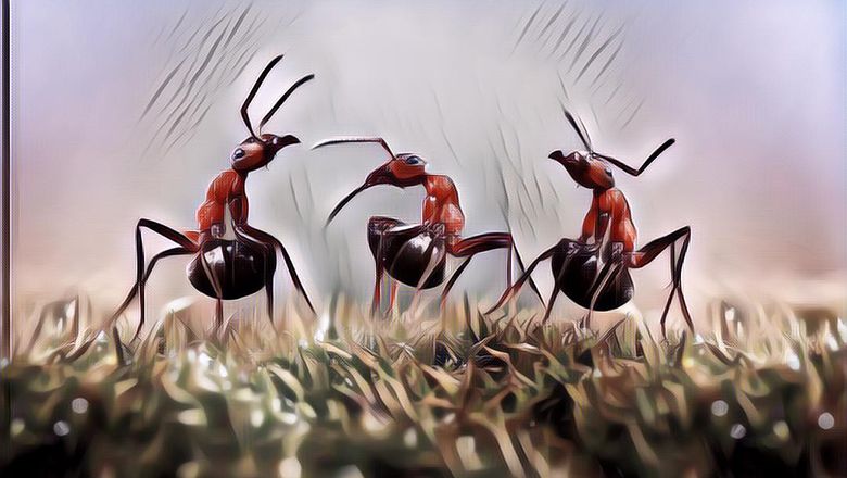 Serangan Koloni Serangga Paling Menyakitkan Hingga Mematikan, Pernah Ketemu Gengs?