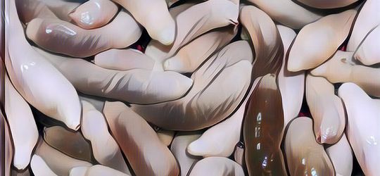 Ini Nih Fakta-fakta Unik Ikan Penis yang Enak Buat Disantap