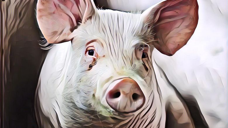 Viral Penampakan Diduga Babi Ngepet Masuk Rumah, Uang Rp6 Juta Milik Warga di Aceh Raib