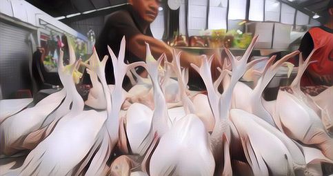 Apa Itu Ayam Merah yang Kerap Dicari Menjelang Lebaran?