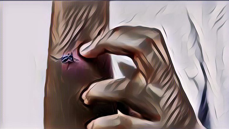 Kenapa Gigitan Nyamuk Bikin Kulit Kita Memerah dan Membengkak?