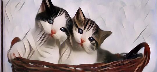 Bikin Gemas, Begini Cara Merawat Anak Kucing Tanpa Induk yang Benar