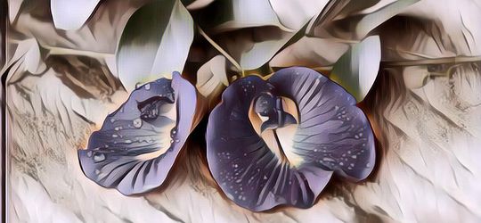 Sederet Manfaat Bunga Telang Untuk Kesehatan, Bisa Jadi Obat Asma!