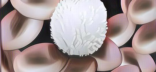 Apa Itu Trombosit dan Apa Penyebab Turunnya? Kudu Tahu!