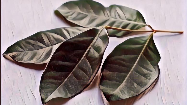 Gak Cuma Bisa Menyedapkan Masakan, Berikut Manfaat Daun Salam untuk Kesehatan yang Perlu Kamu Tahu