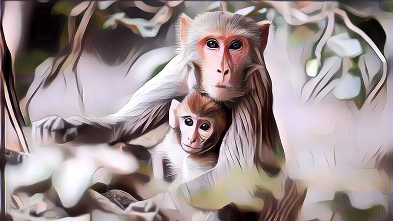 Dua Wisatawan Perancis Diserang Kawanan Monyet saat Selfie di Taj Mahal