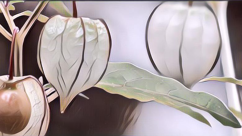 Ciplukan: Selangit Manfaat Si Buah Lucu