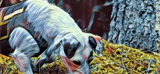 Rompi Pintar untuk Berkomunikasi dengan Anjing Kesayangan Anda