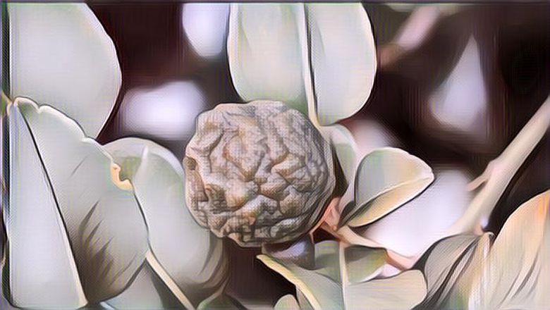 Gak Cuma Bikin Sedap Masakan, Daun Jeruk Purut juga Punya Manfaat Lain Loh!