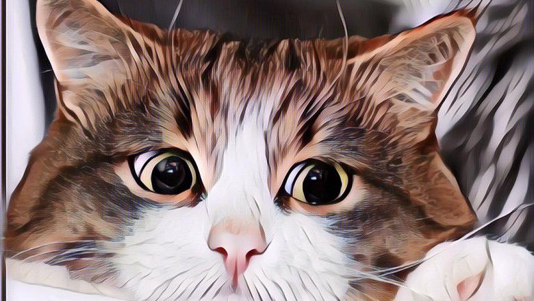 5 Pelajaran Hidup yang Bisa Kamu Dapat dari Kucing... Penasaran?