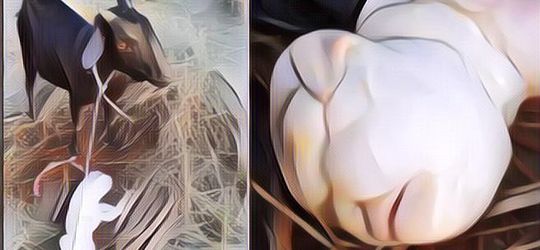 Aneh Tapi Nyata! Seekor Kambing di India Melahirkan Bayi Kambing Bermuka Manusia